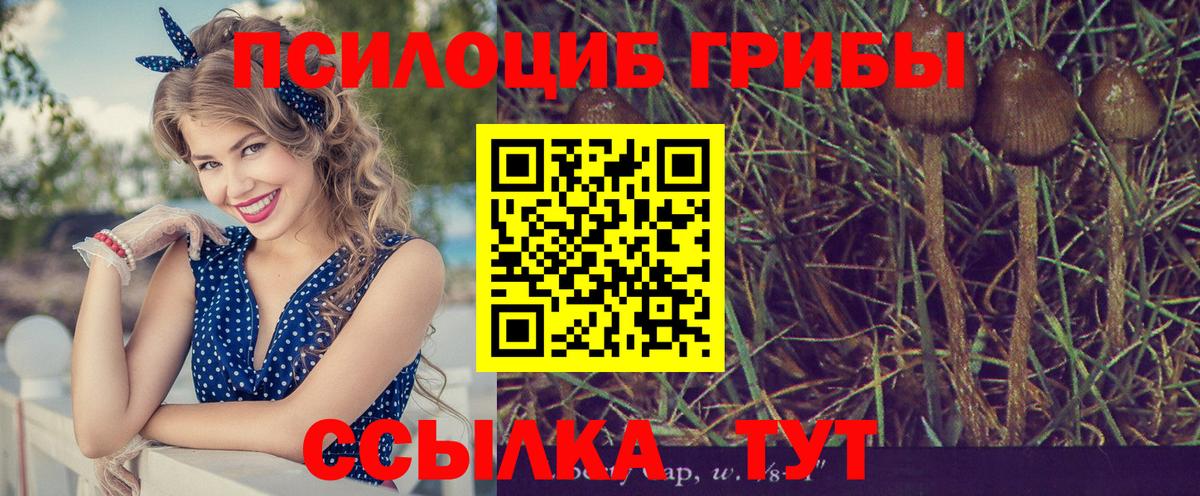 Шахты  Псилоцибиновые грибы прущие грибы  наркота  Вход с VPN 